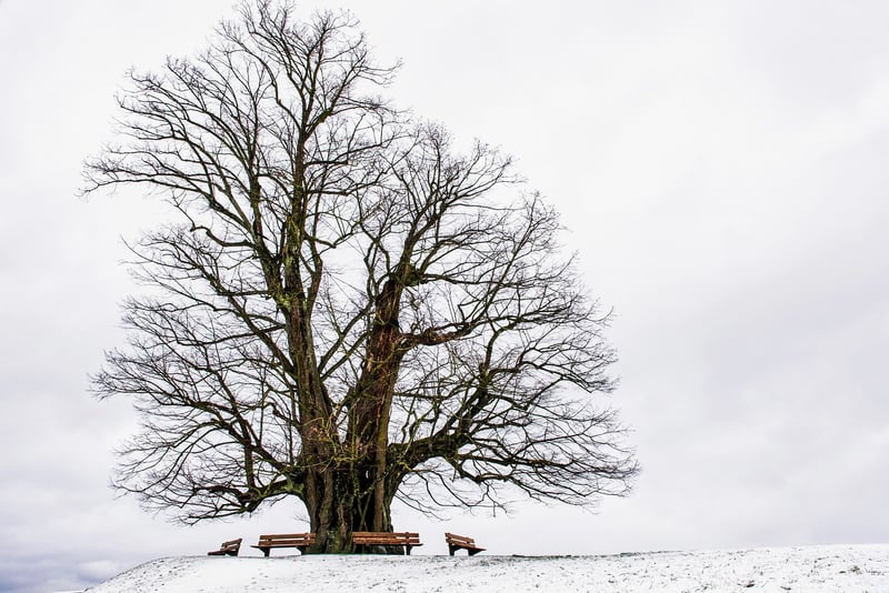Nature Image
